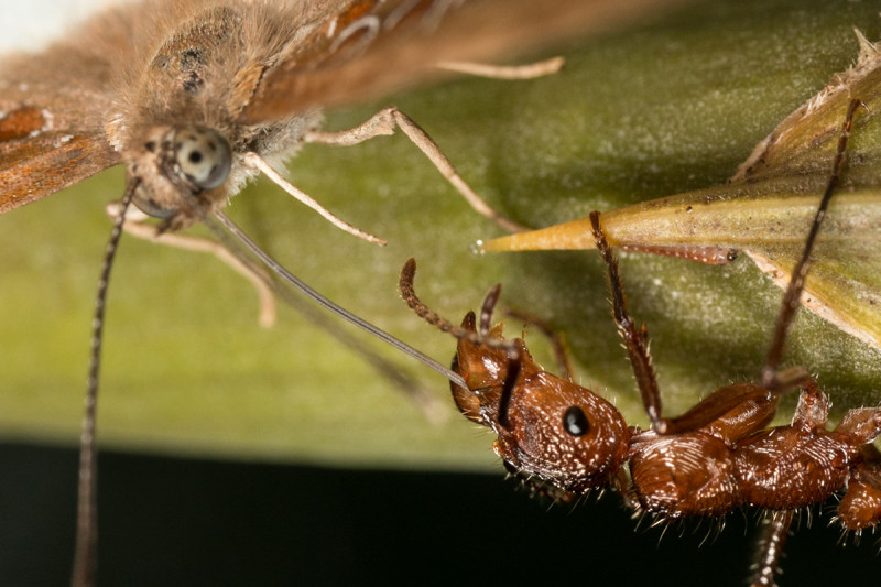 Преступление без наказания: жестокие бабочки обирают муравьёв, которые когда-то их защищали
