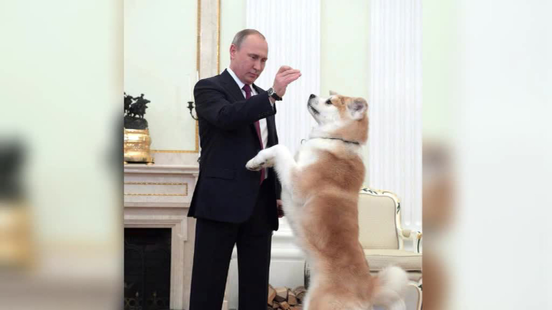 Акита Путина Фото