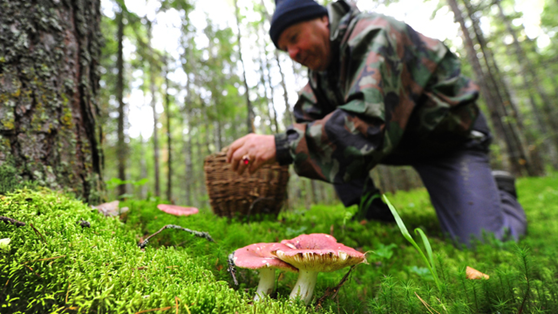 Грибники собирают грибы в лесу