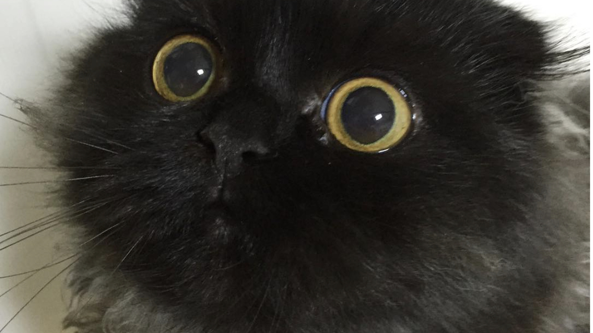 Кот с круглыми глазами