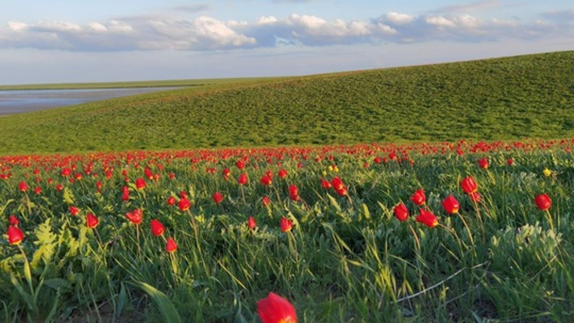 Тюльпановое поле в Ростовской области