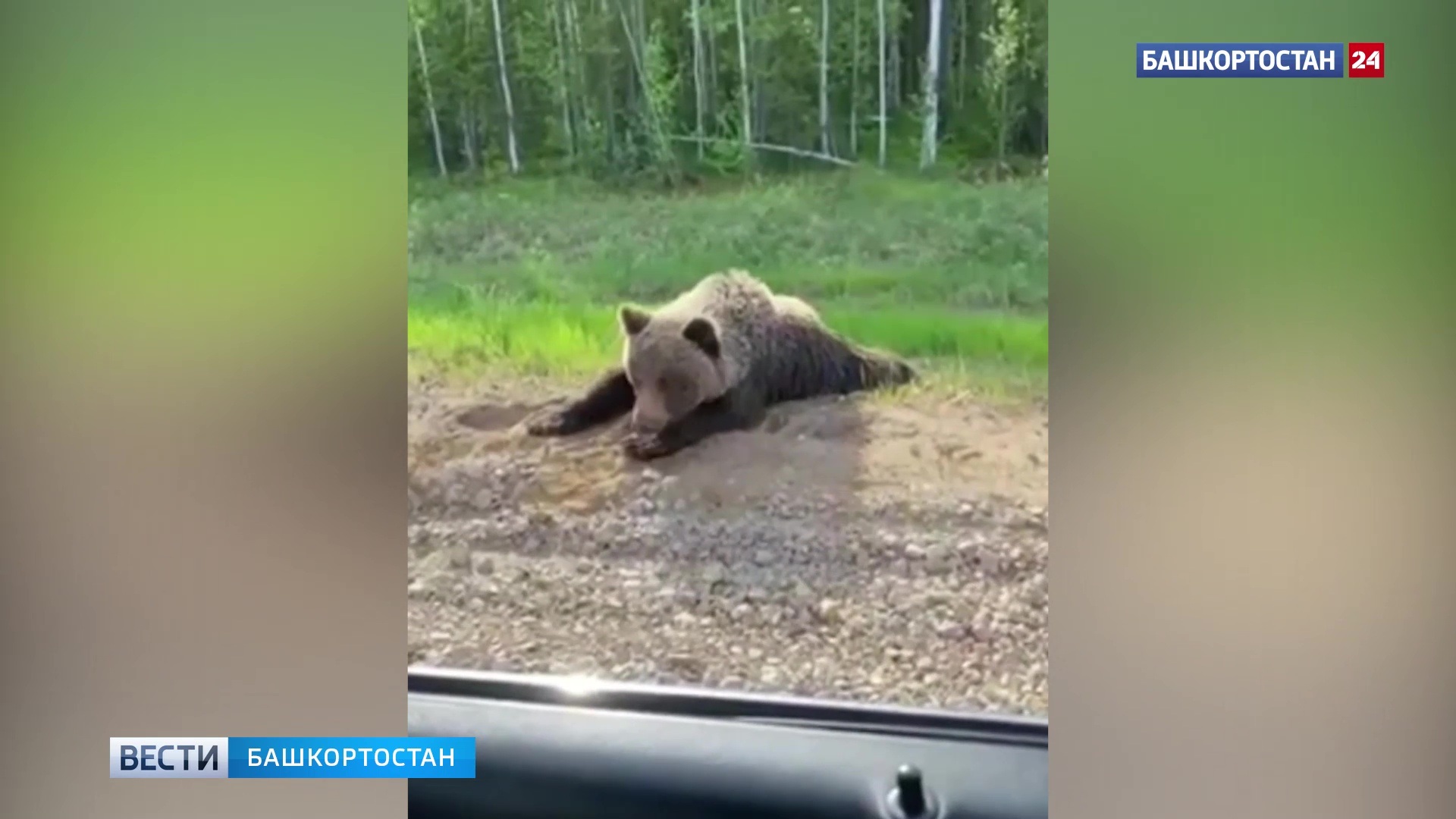 Медведи на дорогах Башкирии