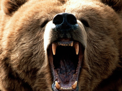 На Камчатке убит агрессивный медведь, вышедший к жилым домам