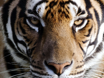 Родители покусанной тигром девочки подали в суд на барнаульский зоопарк