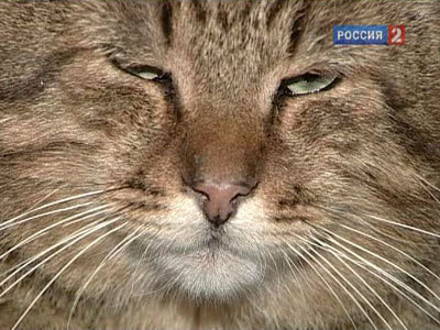 Пермский кот получил оклад в 400 тысяч и личного водителя