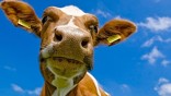 nw 1818848 - Сырое молоко может распространять устойчивость к антибиотикам