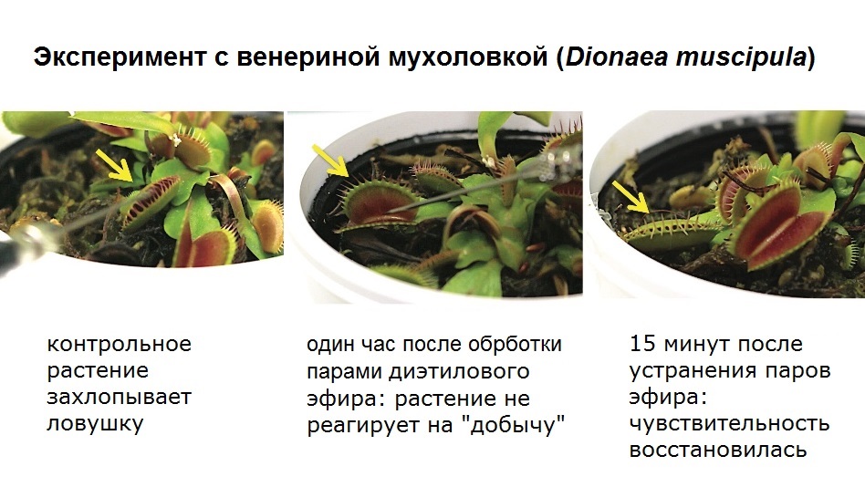 Контрольное растение. В эфир растение. Растения под наркозом: как анестетики действуют на растения?. Закрывание и открывание листьев росянки. Домашний растение как анестезия.