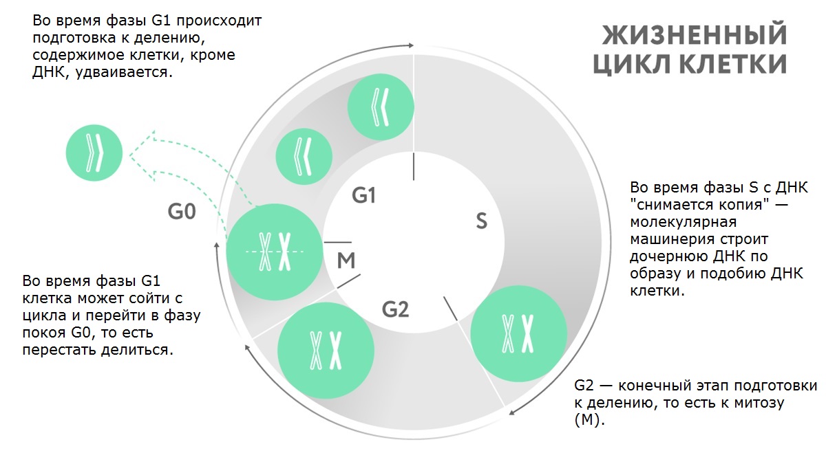 Подготовка к делению. Во время s-фазы клеточного цикла происходит. Жизненный цикл клетки. Происходит в s–фазу клеточного цикла. Фазы клеточного цикла со временем.