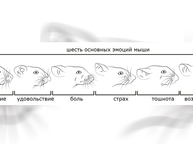 Какая температура для крыс нормальная в комнате