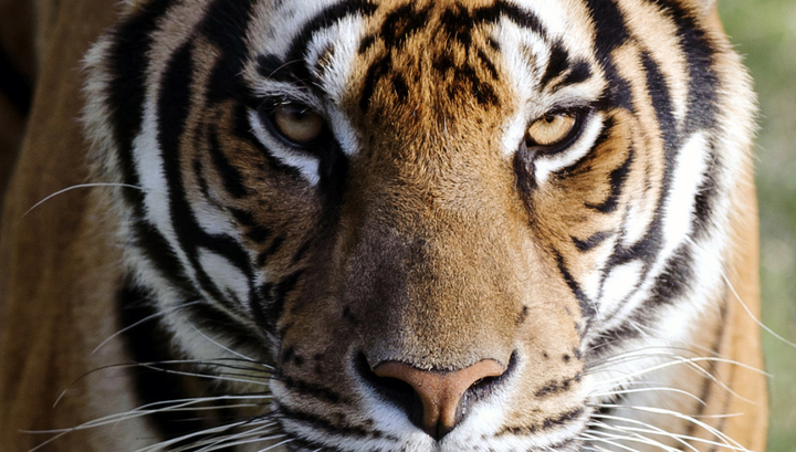 В Мурманской области ищут тигра