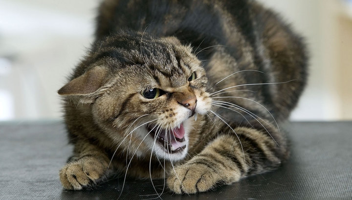 Массовая гибель котов на севере Москвы: под подозрением - кэтхантеры