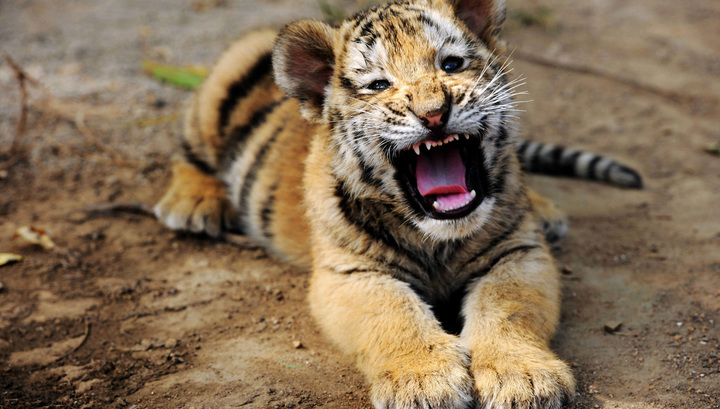 Издевательство над тигренком в Туле: прокуратура начала проверку