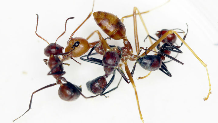 Стой, кто идёт: обнаружен новый вид взрывающихся при опасности муравьёв