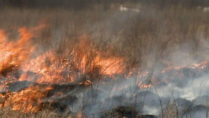 В России горят леса, 40 пожаров уже потушили