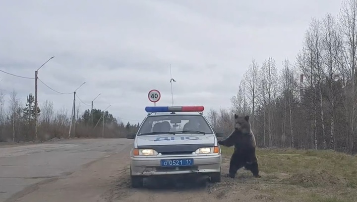 Полицейские прогнали медведя с детской площадки в Коми. Видео