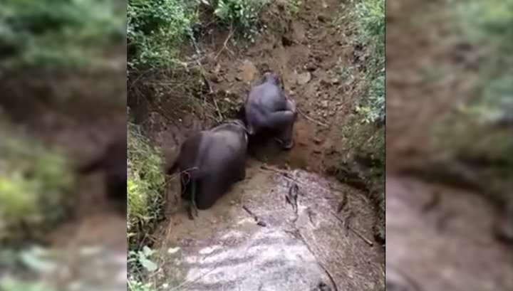 Жители индийской деревни сняли на видео спасение слонов из ямы с водой