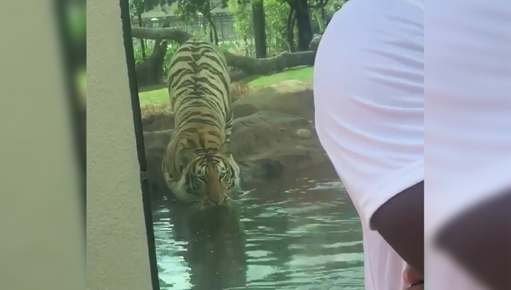 Бенгальский тигр Майк устроил охоту на посетителя зоопарка