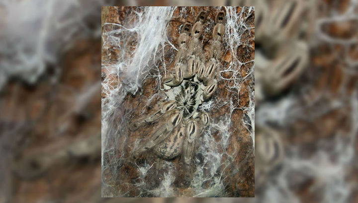 В Греции гигантские пауки заполонили побережье озера