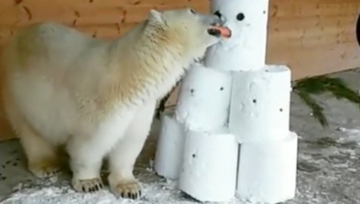 Появилось видео, как в Петербурге медведица напала на снеговика