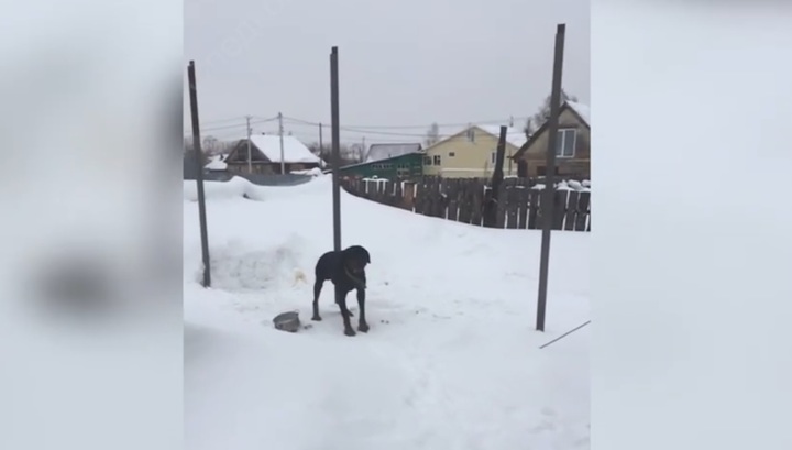 Нападение собак могло стать причиной гибели грудничка в Томске