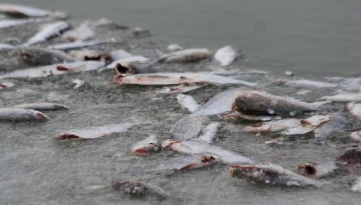На Байкале выявлен факт массовой гибели рыбы