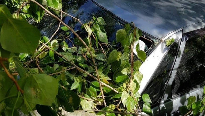 В Челябинской области несколько автомобилей пострадали от вала деревьев