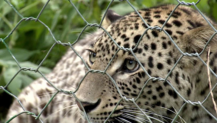 К выпуску леопардов в Кавказском заповеднике установят 180 фотоловушек