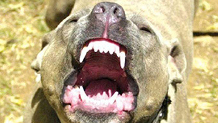 Загрызла насмерть: бойцовская собака напала на женщину в Уфе