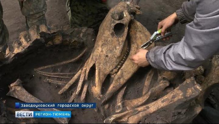 Археологи нашли под Заводоуковском захоронение гуннов