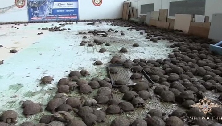 В Оренбурге мошенники пытались продать 4 тысячи краснокнижных черепах