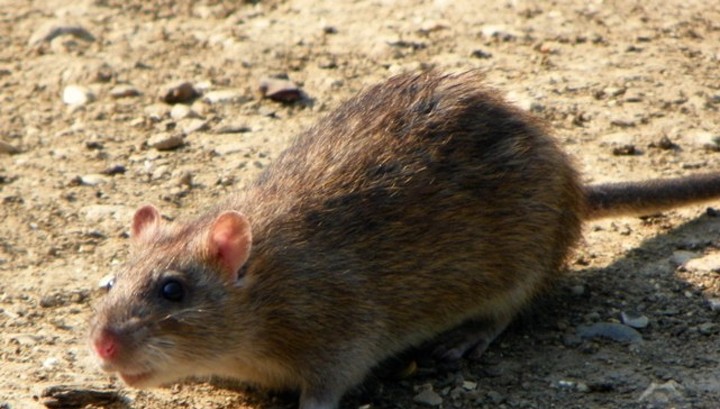 Нашествие крыс: 10 городов США, которые превратились в крысиный рай