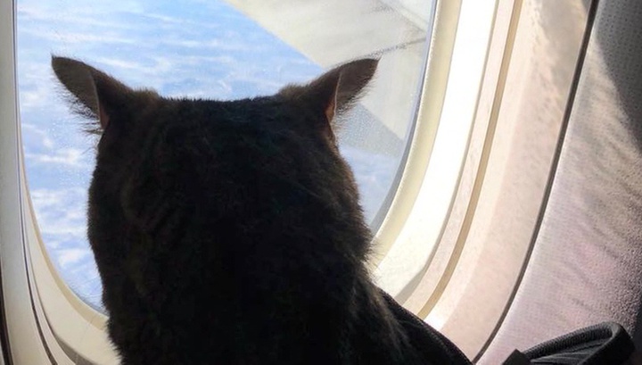 Внимание прессы зашкаливает: толстый кот Виктор стал настоящей звездой