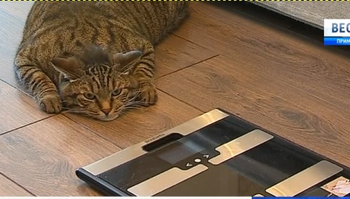 Хозяин толстого кота из Владивостока посадил своего питомца на диету