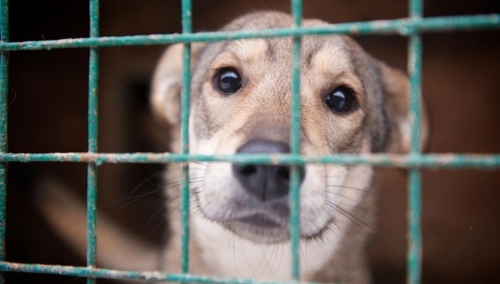 При пожаре в оренбургском приюте для животных погибли 14 собак