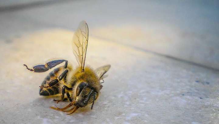 Суд Тамбова принял в производство первый иск по делу о массовой гибели пчел
