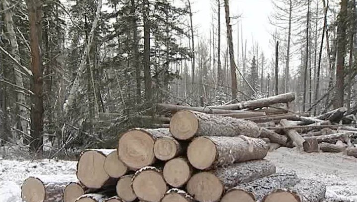 Красноярский край изменит принципы сотрудничества с иностранцами в лесной отрасли