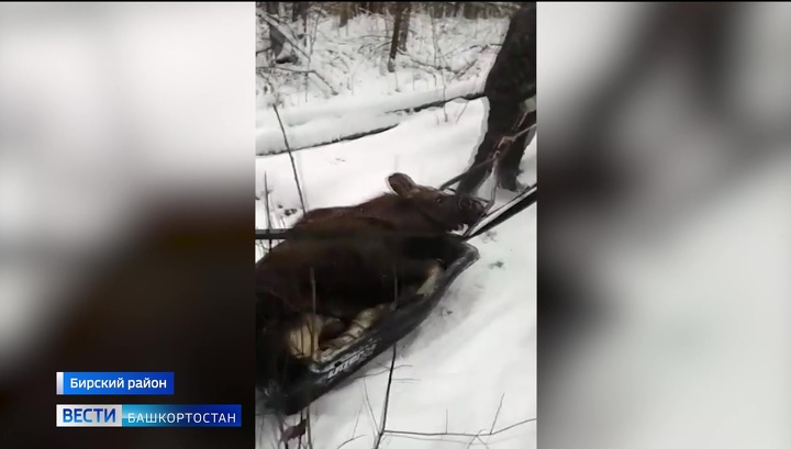 Спасенный башкирскими охотниками лосенок скончался на руках ветеринаров