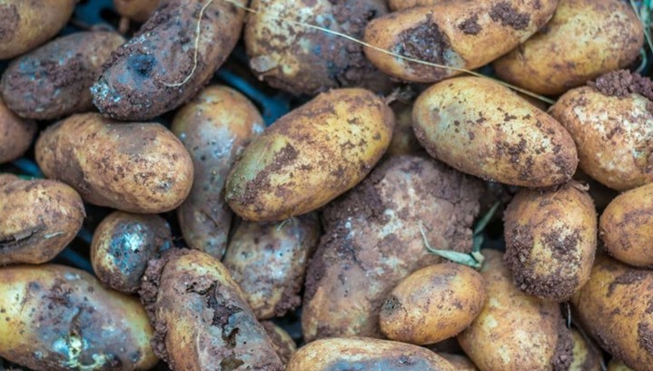 Из Китая с любовью: в Россию пытаются ввезти зараженные вредными организмами цитрусовые и картофель