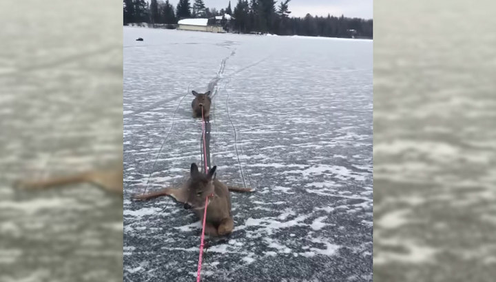 Мужчина спас семейство оленей, которое не могло выбраться из ледяного капкана