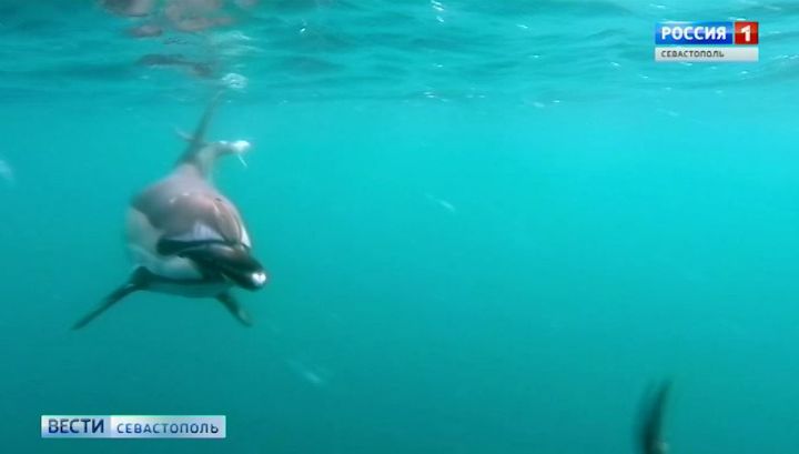 Найденного в море у Херсонеса дельфина спасти не удалось