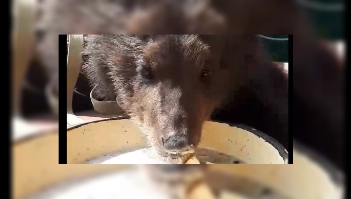 Барнаульский зоопарк приглашает на кулинарное шоу с медведицей Глашей