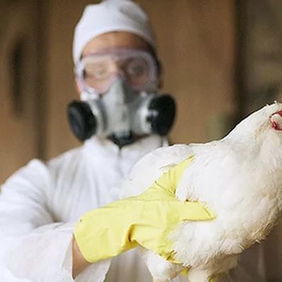 Вирус птичьего гриппа H5N8 обнаружен на востоке Чехии Вирус птичьего гриппа H5N8 обнаружен на востоке Чехии