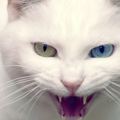 Мошенник, который принес Алибасову другого кота, попросил вернуть животное Мошенник, который принес Алибасову другого кота, попросил вернуть животное