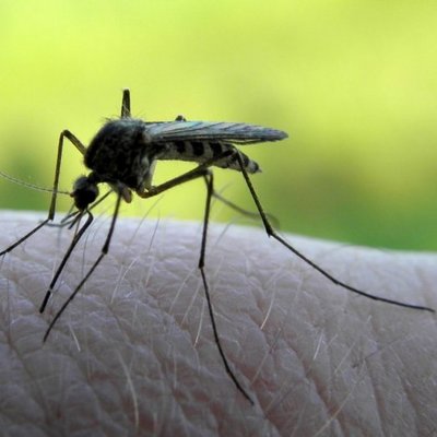 Ученые выпустили 5 тысяч генетически модифицированных комаров Ученые выпустили 5 тысяч генетически модифицированных комаров