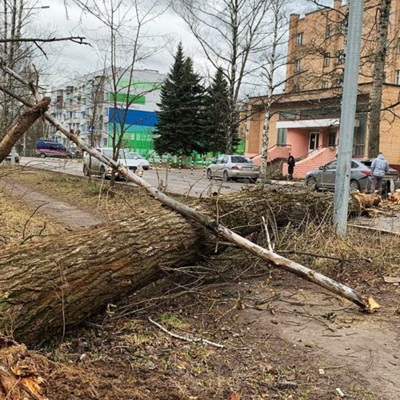 В Москве из-за непогоды упали около двух десятков деревьев В Москве из-за непогоды упали около двух десятков деревьев