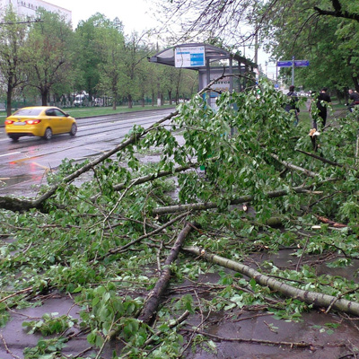 Около 100 деревьев повалено сильным ветром в Подмосковье Около 100 деревьев повалено сильным ветром в Подмосковье