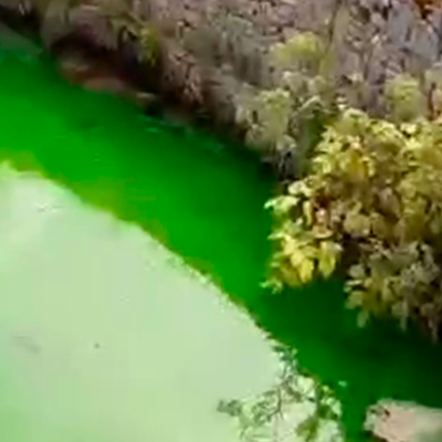 Вода в Химкинском водохранилище окрасилась в кислотно-зеленый цвет Вода в Химкинском водохранилище окрасилась в кислотно-зеленый цвет
