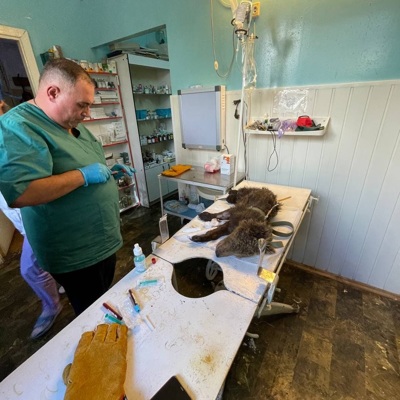 Государственные ветеринарные клиники Подмосковья будут открыты в нерабочие дни
