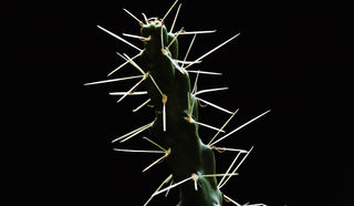Кактус вида Cylindropuntia fulgida. 