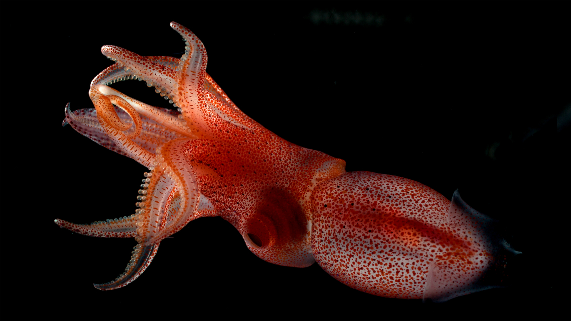 Каракатица песня. Головоногие моллюски кальмар. Кальмар Histioteuthis heteropsis. Десятиногие головоногие моллюски. Двужаберные головоногие.
